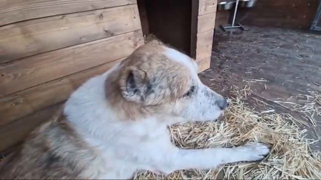 Ужин хаш для всех собак смотреть онлайн