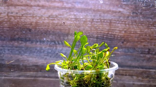 МАРСИЛИЯ ХИРСУТА ( MARSILEA HIRSUTA ) смотреть онлайн