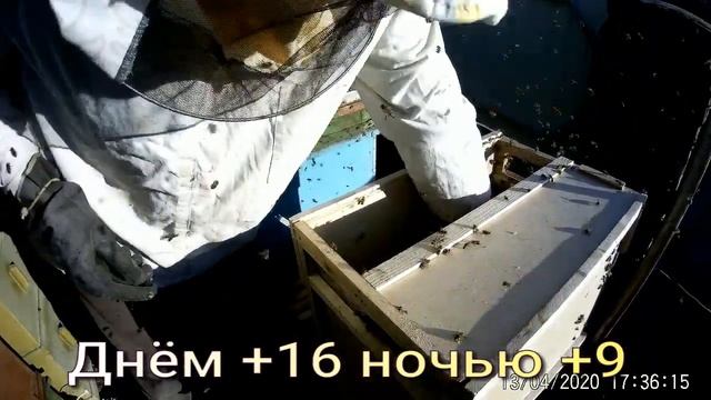 Место Украинских пчелопакетов занимают Узбекские.Часть 2.Гибель пчел при перевозке. смотреть онлайн