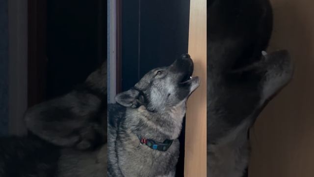 Пурш учится петь ,уже хорошо получается ☺️ смотреть онлайн