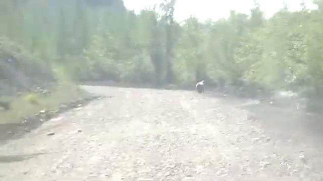 Новосибирцы встретили медведя на федеральной трассе смотреть онлайн