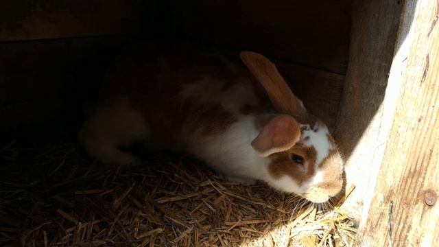 Кролики на даче. Крольчатам три месяца. смотреть онлайн