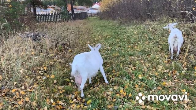 Тяжело ли держать коз?// смотреть онлайн
