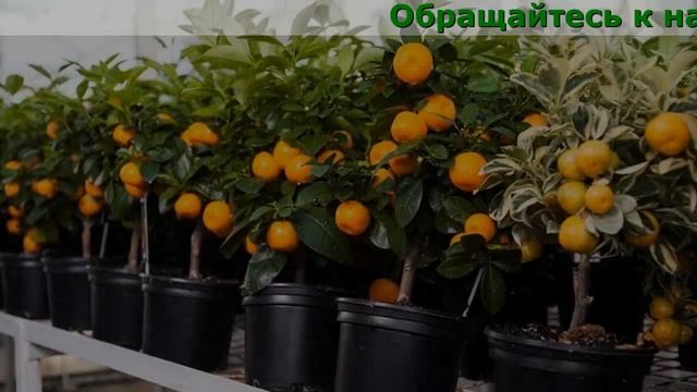 Комнатные Тропические Деревья смотреть онлайн