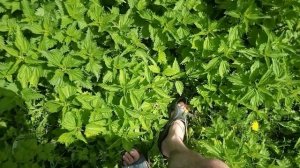 Деревенские радости 5.  Крапива, ноги в крапиве.