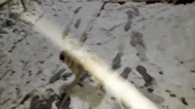 Мопс Митрофан гуляет по первому снегу октября. смотреть онлайн