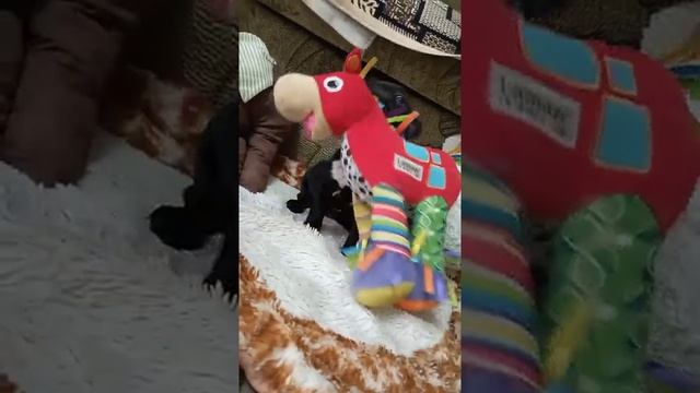 щенок французского бульдога! смотреть онлайн