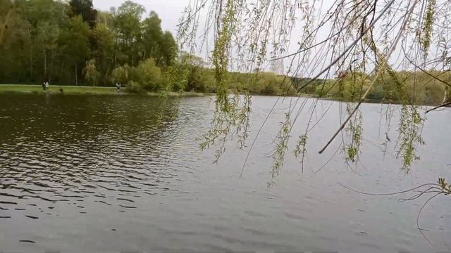 Огарь чистит перья в Стрешнево) смотреть онлайн