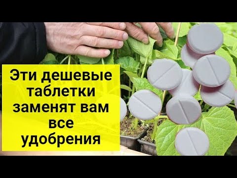 Дешёвое аптечное средство может с лёгкостью заменить азотное удобрение для растений ранней весной смотреть онлайн