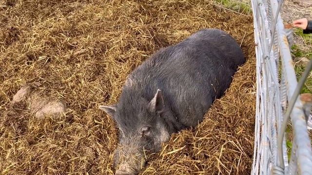 КАРЕЛЬСКИЙ ЗООПАРК наше жилье в Рускеале что посмотреть за 1 день