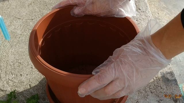 Как сохранить петрушку на зиму свежей - все проще, чем вы думаете смотреть онлайн
