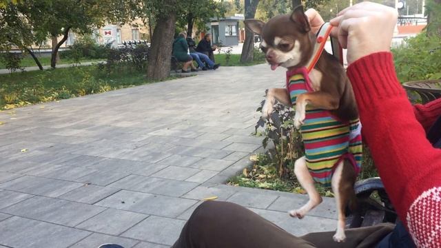 Чихуахуа Фондю и подтяжки смотреть онлайн
