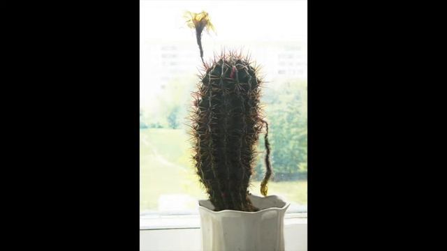 КОЛЮЧАЯ ЖИЗНЬ сказка ПРО КАКТУС смотреть онлайн