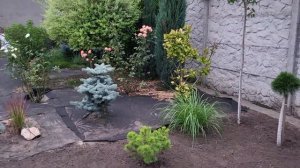 Ирга Ламарка - первый урожай. Гибискус, хосты и гейхеры. Наш сад. Лето 2023