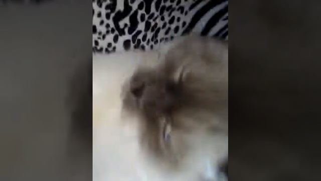 Жизнь моих любимых животных♡ смотреть онлайн