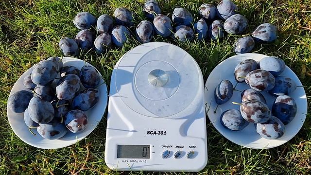 Слива Елена / Plum Elena смотреть онлайн