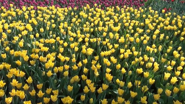 Beauty full flowers Most Expensive Tulip смотреть онлайн