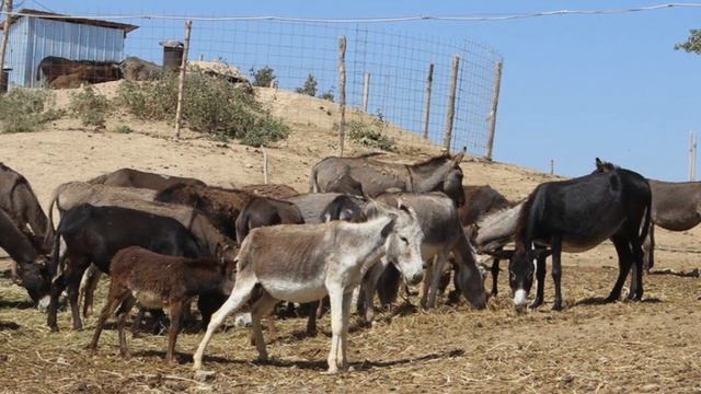 Разведение Ослов в домашних условиях как бизнес идея | Ословодство смотреть онлайн