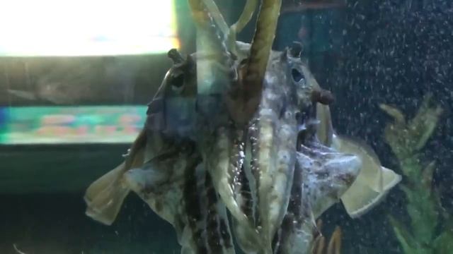 Абстрактные Эхо