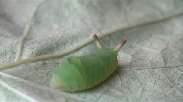 Гусеницы тропической бабочки хвостатки из семейства голубянок защищаются. смотреть онлайн