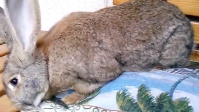 Сфинкс Миля - её будущая кроличья шуба смотреть онлайн