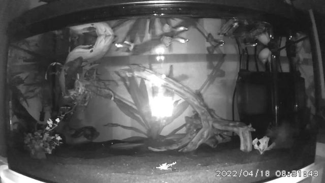 АКВАРИУМ. Таймлапс: 7 часов аквариума ночью смотреть онлайн