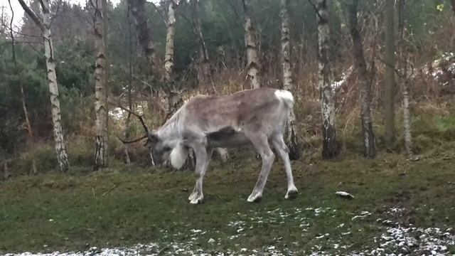 #scotland | #Шотландия зимой,  самые красивые уголки в мире!