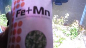 Водоросли в аквариуме. Пропавшее удобрение железо наглядно.