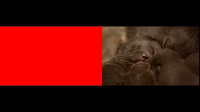 Природа Америки смотреть онлайн