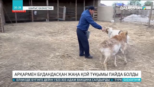 Елімізде арқармен будандасқан жаңа қой тұқымы пайда болды смотреть онлайн