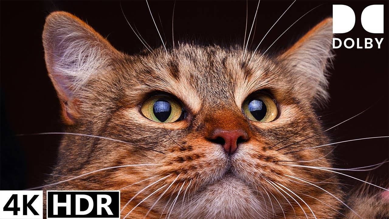 4K HDR 60FPS Dolby Vision смотреть онлайн