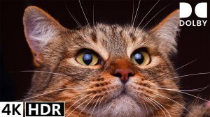 4K HDR 60FPS Dolby Vision