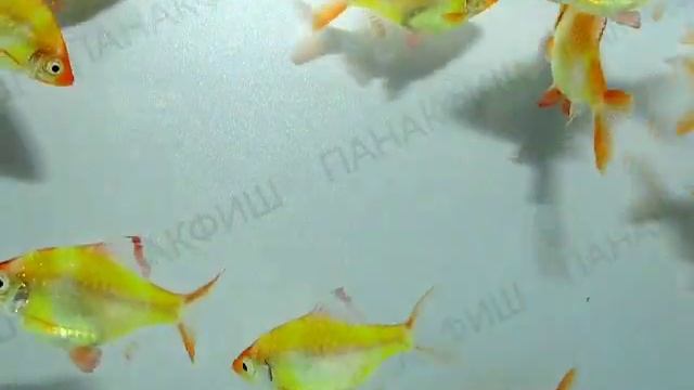 Барбус суматранский зелёный альбинос гло смотреть онлайн