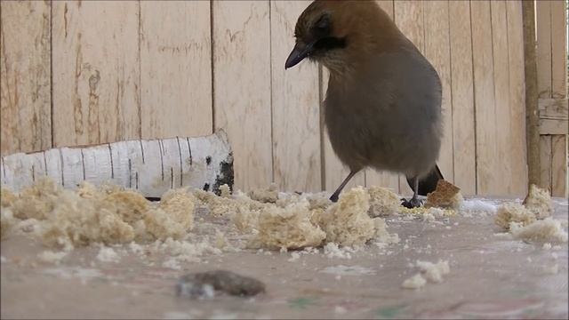 Сойка и дрозд смотреть онлайн