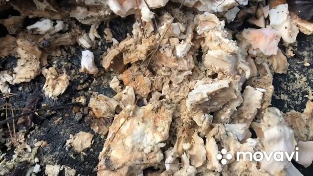 Первые грибы не комом!!! Барсучья нора... смотреть онлайн