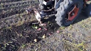 Мини-трактор, капаю картошку, роторный плугом.