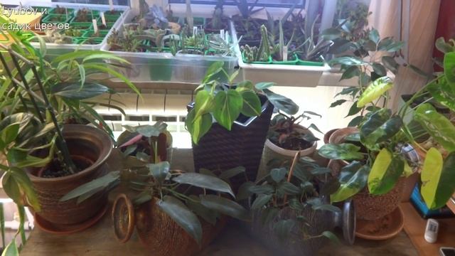 Комнатные цветы//Филодендроны//Обзор коллекции//Август 2019 смотреть онлайн