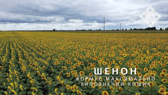 Як почувають себе 10 гібридів соняшнику на піщаному грунті. смотреть онлайн