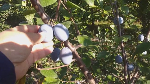 Слива сорт поздний Топ Хит(plum Top Hlt). Дегустация смотреть онлайн