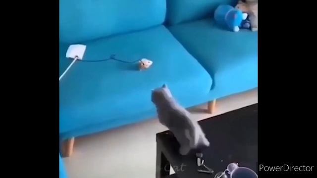 Cats- The most cutest and funniest creatures | Try not to laugh| groovy world смотреть онлайн