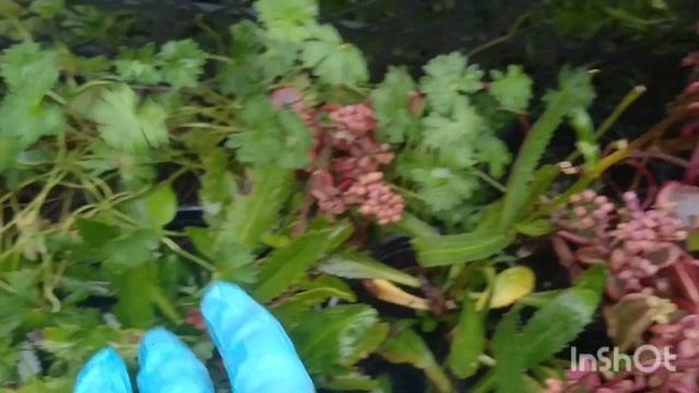ДЕКОРАТИВНЫЕ КУСТАРНИКИ И МНОГОЛЕТНИЕ ЦВЕТЫ ВСЁ ДЛЯ ВАШЕГО САДА ???? смотреть онлайн
