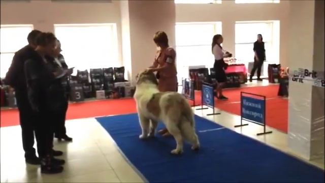 Пиренейский мастиф Бернард. Дог шоу. Редкая порода собак. смотреть онлайн