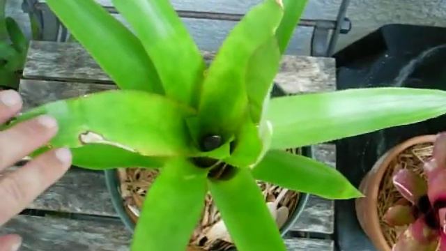 Androlepis bromeliads explained смотреть онлайн