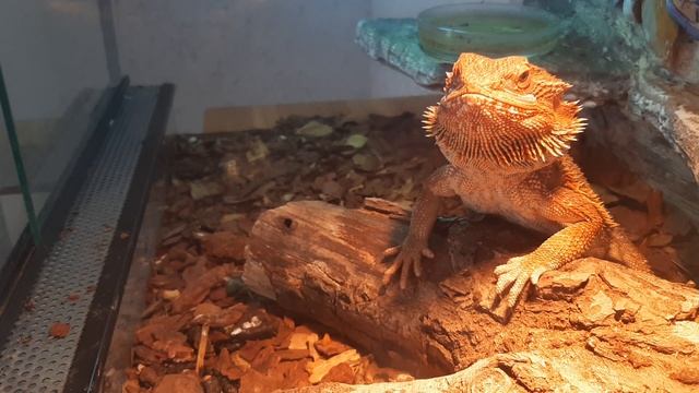 Кормление бородатый агамы//бородатая агама ест морковь смотреть онлайн