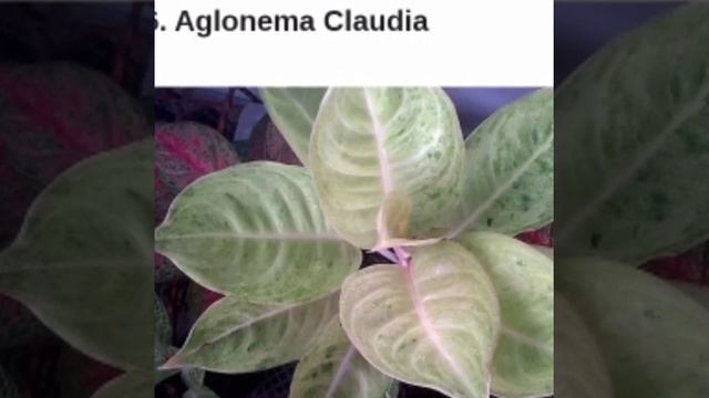 12 JENIS BUNGA AGLONEMA DAN HARGANYA смотреть онлайн