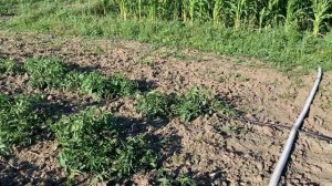 Томат Хайнц 3402( 24 Дня С Момента Высадки)