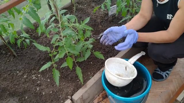 ОТЛИЧНАЯ ПОДКОРМКА ДЛЯ ТОМАТОВ , ОГУРЦОВ И ВСЕГО ОСТАЛЬНОГО . смотреть онлайн