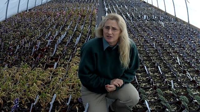 Lakeview Nurseries - Perennials March 2011 GH-A смотреть онлайн