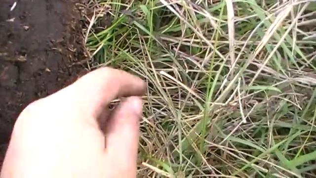 СТАРИННЫЕ МОНЕТЫ ПОВСЮДУ , ИХ НАДО ТОЛЬКО СОБРАТЬ ! смотреть онлайн