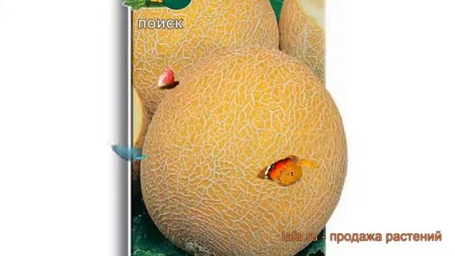 Дыня обыкновенный Казачка 244 (kazachka 244) ? обзор: как сажать, семена дыни Казачка 244